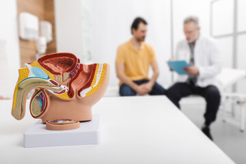 Male reproductive anatomy model on doctor's table during urologist consultation for sick patient in background. Treatment of men's diseases and prostatitis