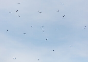 A flock of birds flying in the sky