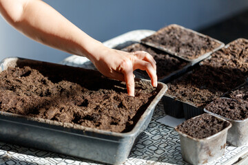 A person is planting seeds in a tray of dirt