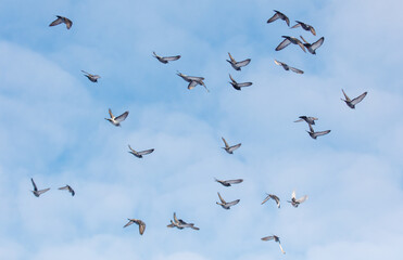 A flock of pigeons flying in the sky