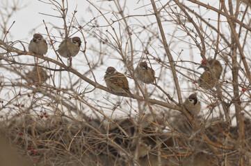 Sparrows sit on viburnum branches in winter. Ornithology. Photo project Birds of Eastern Siberia