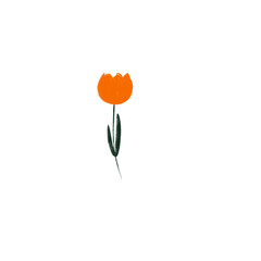 Orange tulip, illustration 