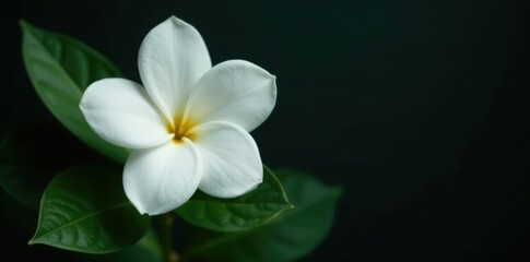 Fototapeta premium A single white gardenia flower on a dark background with large leaves, garden, single bloom