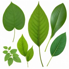 Collection of Green Leaves Isolated on White
