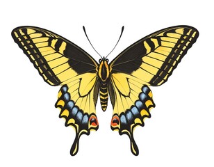 Fototapeta premium Yellow Butterfly Isolated on White