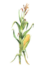 Corn plant. Golden maize plant stalk with corncob, flowers and green leaves, husks. Botanical watercolor Hand drawn clipart. Rustic isolated from background illustration for farmer food product label.