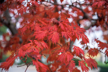 Vibrant red maple leaves in autumn close-up