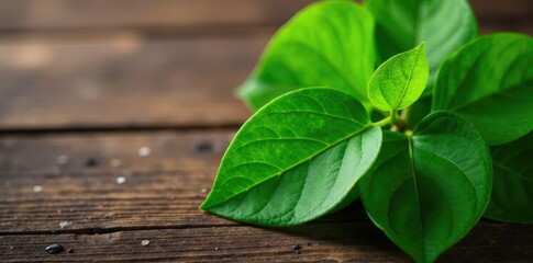 Fresh green leaves of paan plant on a wooden background, foliage, herbals