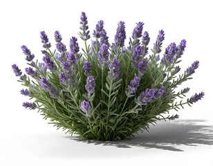 Fototapeta premium Lavender Bush Isolated on White Background