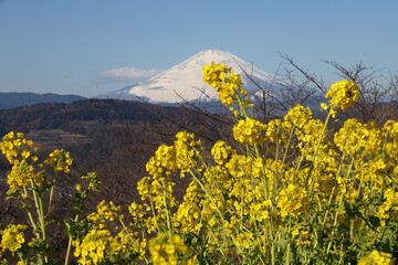 富士山と早咲菜の花
