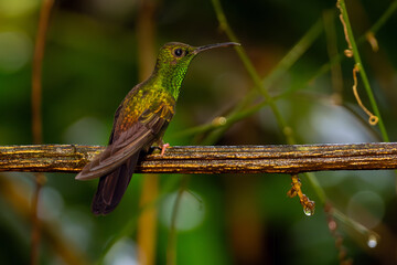 Bronze-tailed plumeleteer, Chalibura urochrysia, sitting on a thin branch with a green background.