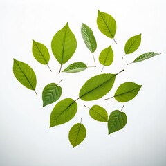 Fototapeta premium Green Leaves on White Background