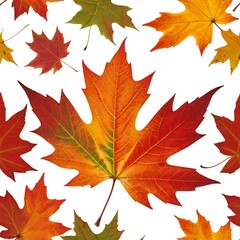 Obraz premium Autumn Maple Leaves Collection