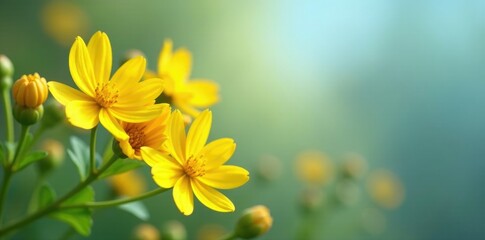 Obraz premium Flores finas de color amarillo en un recipiente, fine yellow flowers, sunny, delicate