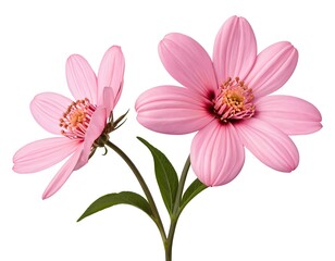 Obraz premium Pink Cosmos Flowers Isolated on White