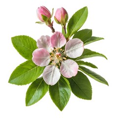 Obraz premium Spring Blossom Branch with Pink and White Flowers