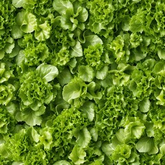 Fresh Green Lettuce Leaves Background