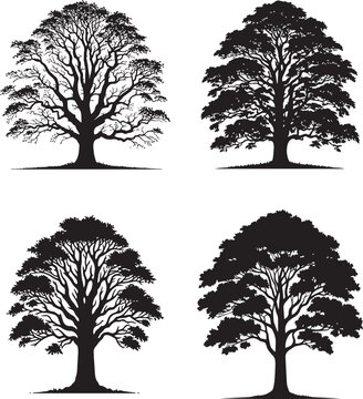 Shagbark Hickory Tree Silhouettes - Vector Illustrations