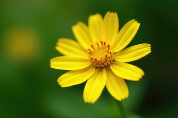 Obraz premium Macro shot of yellow Euryops pectinatus anthers, blossom, bloom