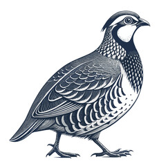 Intricate Linocut Quail Illustration – Black and White Vector Bird in Walking Profile