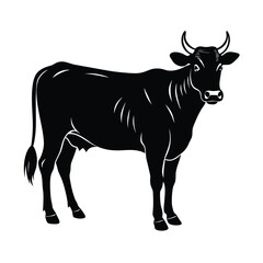 black and white cow