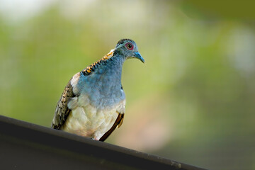 Geopelia humeralis perching on branch