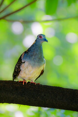 Geopelia humeralis perching on branch