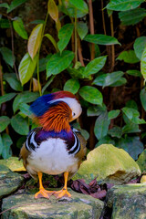 Male mandarin duck on the rock