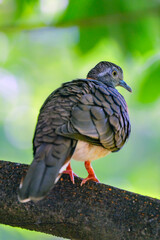 Geopelia humeralis perching on branch