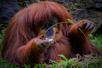 Portret of the bornean orangutan (Pongo Pygmaeus) © Cavan