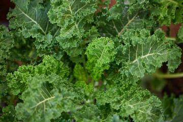 Organic green kale growth on field