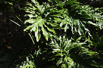 Glossy philodendron leaves with sunlight and shadows in a tropic