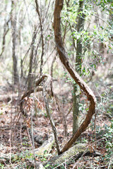 Twisted vine and branches in a sunlit forest in Central Florida