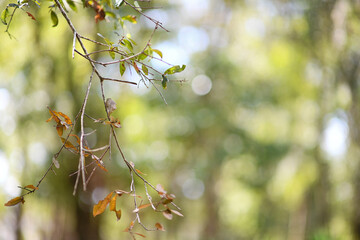 Thin tree branch with autumn leaves against a blurred forest bac