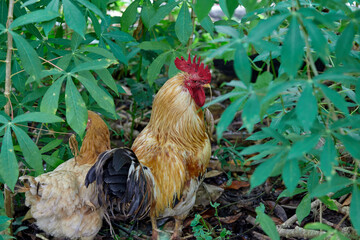 Hen and Rooster walking under green leaf