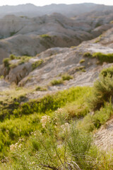 Wildflowers growing in the rugged Badlands landscape at golden hour.