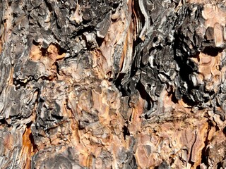 Close-up of textured tree bark with rough, cracked, layered patterns