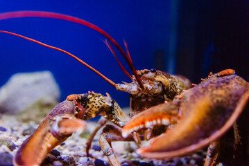 Detail of a lobster in aquarium