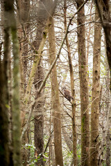 A camouflaged owl perches among dense trees in a quiet forest