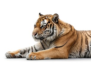 Obraz premium Majestic Tiger Lying Down, Isolated on White