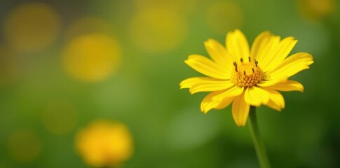 Obraz premium Angelic flowers with a sweet fragrance and bright yellow color, petals, wild