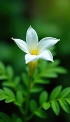Delicate white petals unfolding on a forest fern, bloom, foliage