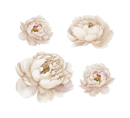 Set of flowers isolated. Set of Elegant Watercolor Peony Flowers on Transparent Background. Clipart.