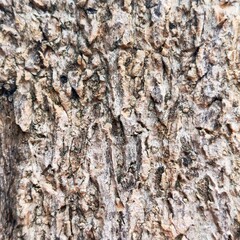 portrait of the rough textured surface of a moringa tree