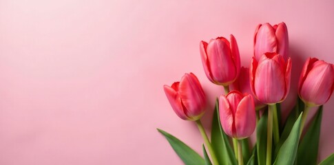 Fototapeta premium Vivid tulips in full bloom on a soft pink background, colorful, nature