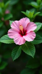 Delicate hibiscus petals unfurl on green leaves, foliage, pink, greenery