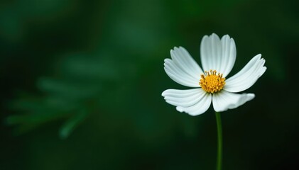 delicate white cosmos flower stems against a dark green leafy backdrop, flower, details