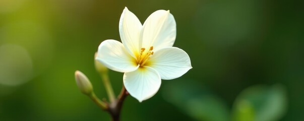 Fototapeta premium single white bloom on a straight vanilla stick, organic, natural