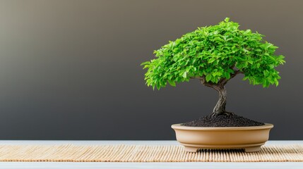 Vibrant Bonsai Tree in a Ceramic Pot on a Minimalist Surface Against a Gradient Grey Background