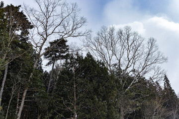 Obraz premium 日本周遊 厳寒‐10度の奥日光あたり